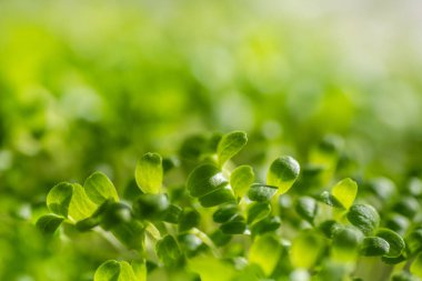 Taze taze mikroyeşil yapraklar. Mikroyeşil filizler yakın plan. Evde tohum filizlenmesi. Bitki yetiştiriyorum. Süper yiyecek ve sağlıklı yeme konsepti.