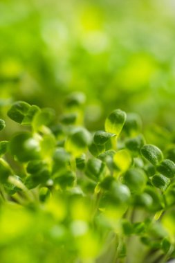 Taze taze mikroyeşil yapraklar. Mikroyeşil filizler yakın plan. Evde tohum filizlenmesi. Bitki yetiştiriyorum. Süper yiyecek ve sağlıklı yeme konsepti.