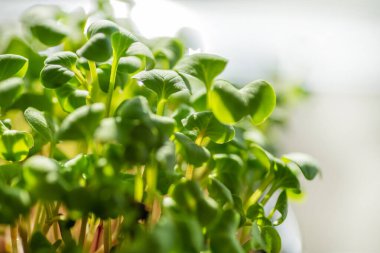 Taze taze mikroyeşil yapraklar. Mikroyeşil filizler yakın plan. Evde tohum filizlenmesi. Bitki yetiştiriyorum. Süper yiyecek ve sağlıklı yeme konsepti.