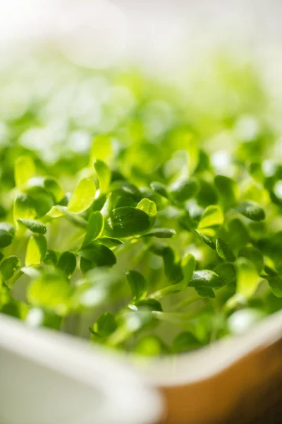 Fresh Young Leaves Microgreen Microgreen Sprouts Close Germination Seeds Home — Stock Photo, Image