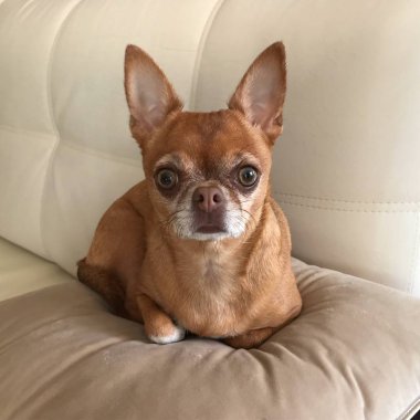 Kahverengi chihuahua bakıyorsun