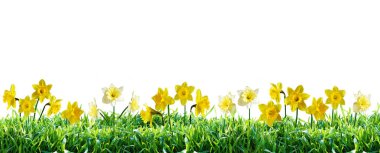 Nergis yeşil çim. Doğal kaynak sınır. Beyaz arka plan üzerinde izole.