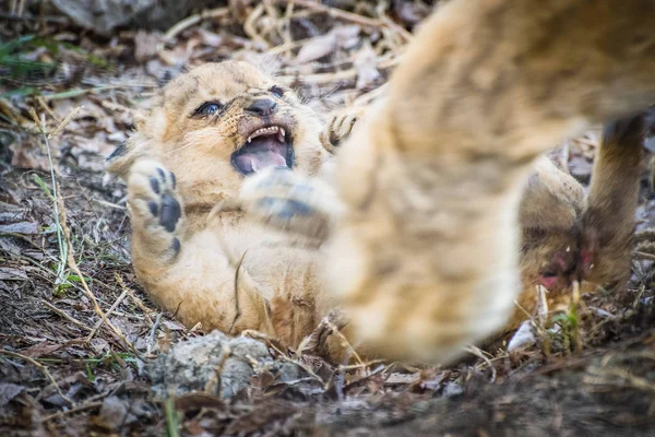 Angry few weeks old lion cub Panthera leo playing with his mother.