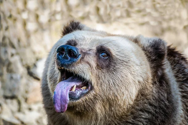 Close Portrait Brown Bear Funny Bear Showing His Tongue — Stock Photo, Image