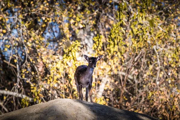 Jonge Braakakker Herten Dama Dama Staande Alleen Heuvel Natuurlijke Herfst — Stockfoto