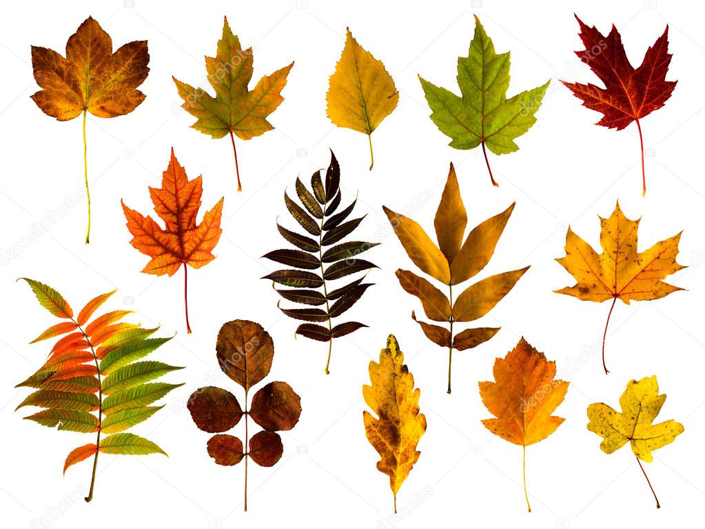 Autumn leaves isolated on white background. Seasonal design elements collection. Colorful leaves from various plants.
