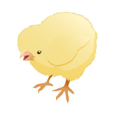 Beyaz arka plan üzerinde izole sarı tavuk. Vektör çizim