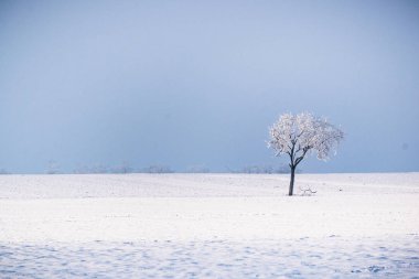 Alan kapak kar ile çıplak ağaca