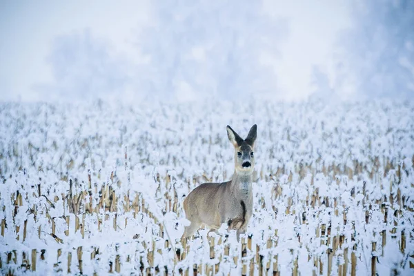 雪で覆われた農地に佇むかわいい Roedeer 冬の田園風景 — ストック写真