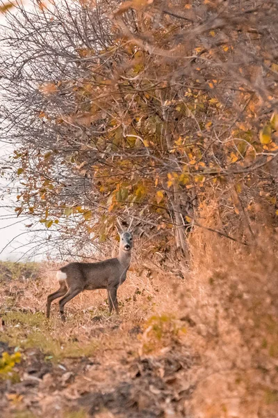 Ciervo de corzo de pie en el borde del bosque —  Fotos de Stock