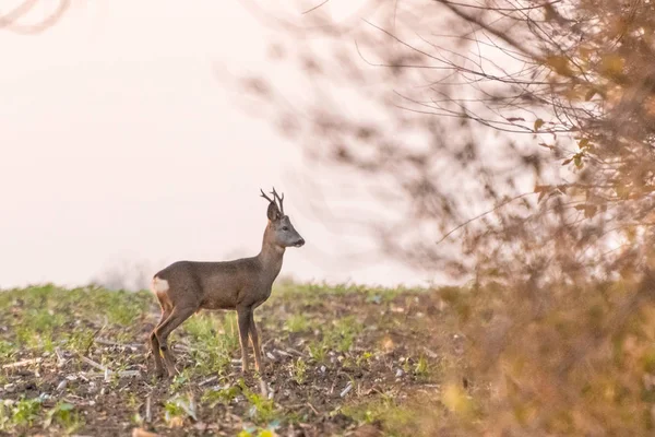 Roedeer em pé calma no campo agrícola — Fotografia de Stock