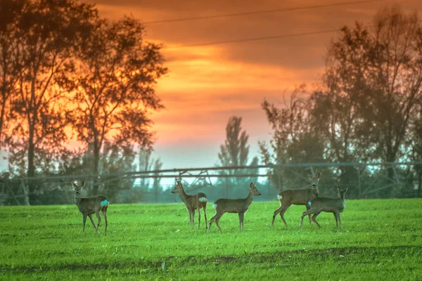 Grupo de roedeers no por do sol — Fotografia de Stock