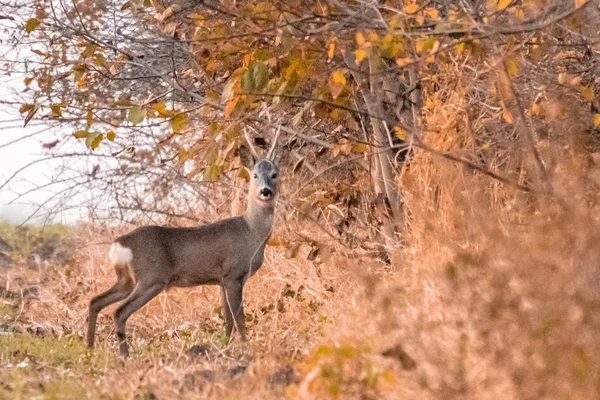 Roebuck de pie en el borde del bosque — Foto de Stock