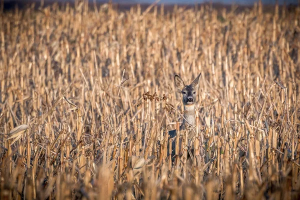 Caña en el campo de maíz cosechado — Foto de Stock