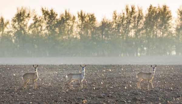 Roedeer és két roes — Stock Fotó