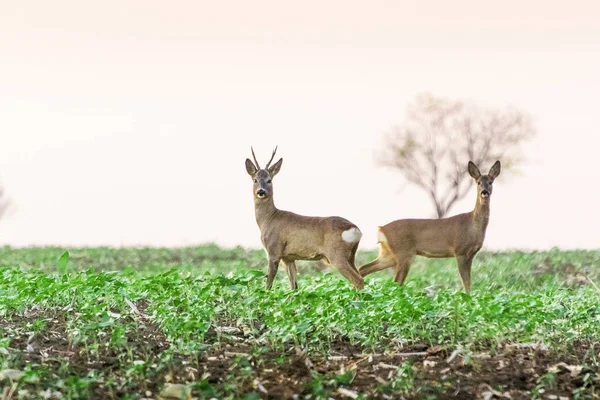 Cervos-de-roe e ovas em pé no campo agrícola — Fotografia de Stock