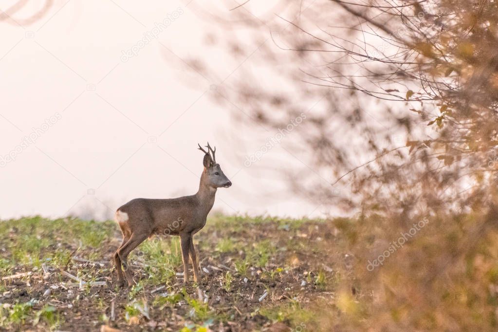 Roedeer standing calm on the agricultural field