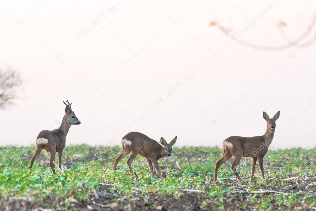 Roe deer, roe and fawn standing in agricultural field