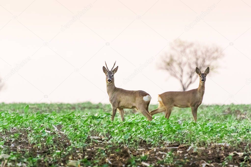 Roe deer and roe standing in agricultural field