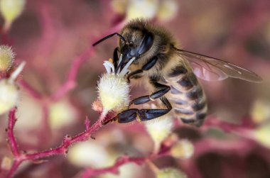Bir arı polen veya bir nektar vahşi çiçek toplama closeup