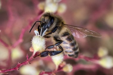 Bir arı polen veya bir nektar vahşi çiçek toplama closeup