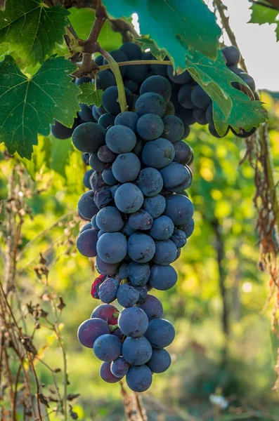 Branches of red wine grapes growing in Italian fields. Close up view of fresh red wine grape in Italy. Vineyard view with big red grape growing.