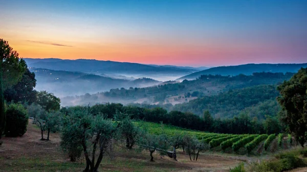 Panoráma toszkán szőlőskert fedett a ködben, hajnalban közelében Castellina in Chianti, Olaszország — Stock Fotó