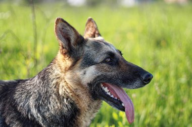 çim karşı köpek, seçici odak
