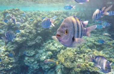 Mavi okyanus suyu altında tropik balık yakın görünümü 