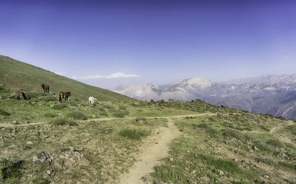 Yüksek dağlarda otlayan vahşi atların manzara görünümü 