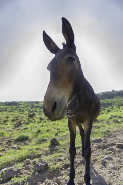 Yeşil yüksek kayalık dağlarda kahverengi katır