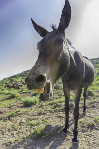 Yeşil yüksek kayalık dağlarda kahverengi katır