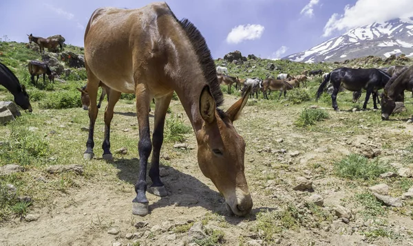 Yüksek dağlarda otlayan vahşi atların manzara görünümü 