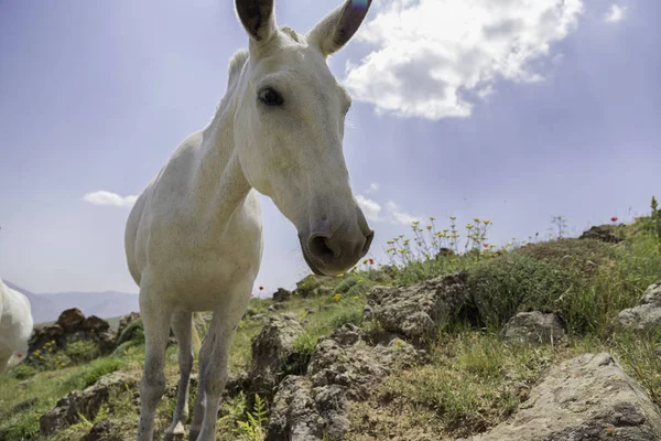 Portret Białego Konia Wysokich Górach Skalistych Słoneczny Dzień — Zdjęcie stockowe