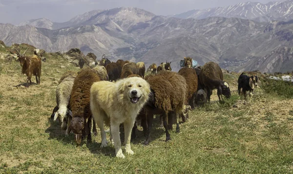 Hund Weidet Sommer Schafe Den Bergen — Stockfoto