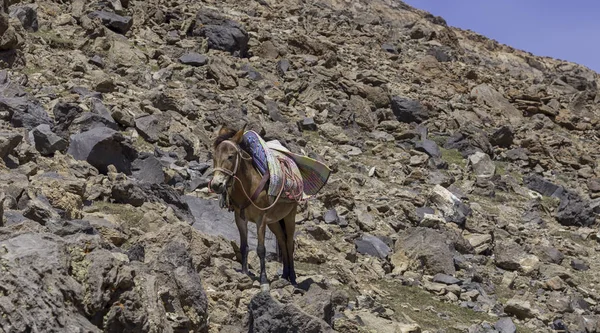 Brązowy Mule Zielonych Wysokich Górach Skalistych — Zdjęcie stockowe