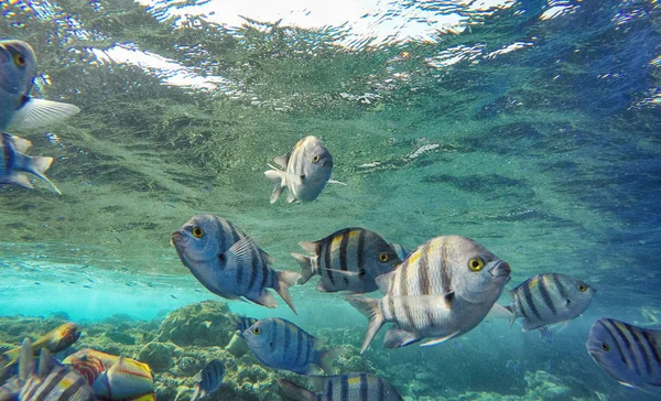 Mavi okyanus suyu altında tropik balık yakın görünümü 