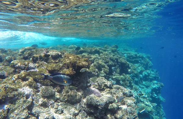 Tropik okyanusta mercan resifinin manzara görünümü