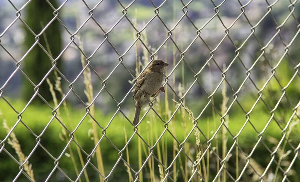 Çitin üzerindeki serçe seçici odak