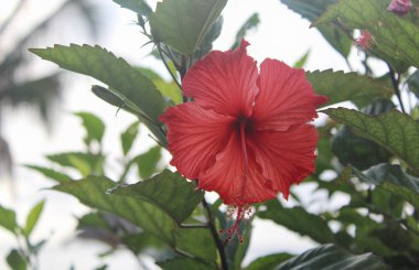 Ağaçtaki güzel kırmızı çiçek