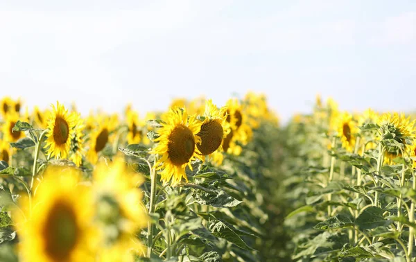 Parlak güneş ışığında sarı ayçiçeği yakın görünümü