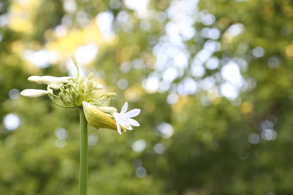 Yeşil çimenlerin üzerinde beyaz çiçekler