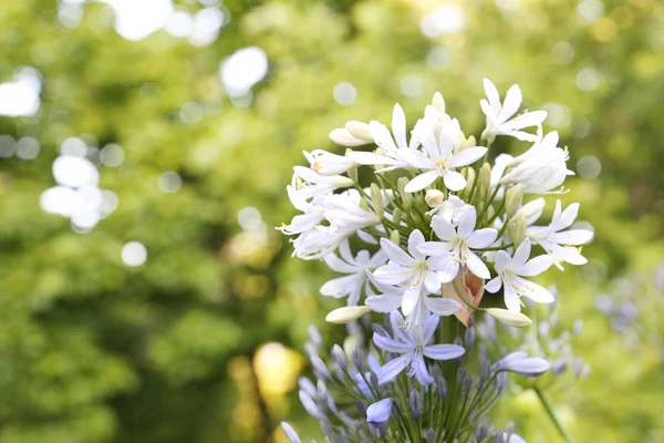 Fiori Bianchi Sfondo Erba Verde — Foto Stock