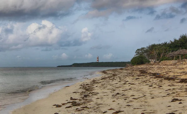 Plage Sable Avec Palmiers Verts Océan Bleu Sur Fond — Photo