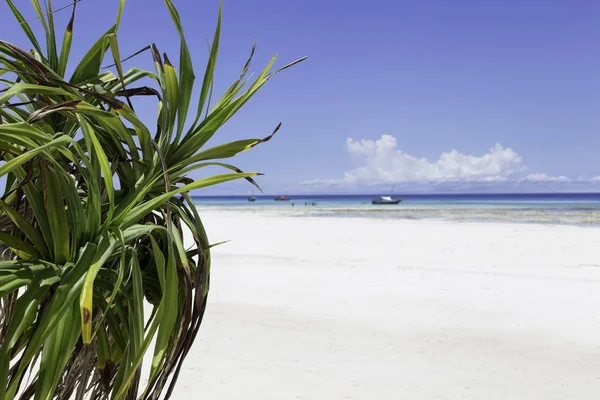 Ufukta yeşil palmiye ler ve tekneler ile beyaz kumlu plaj Manzara görünümü