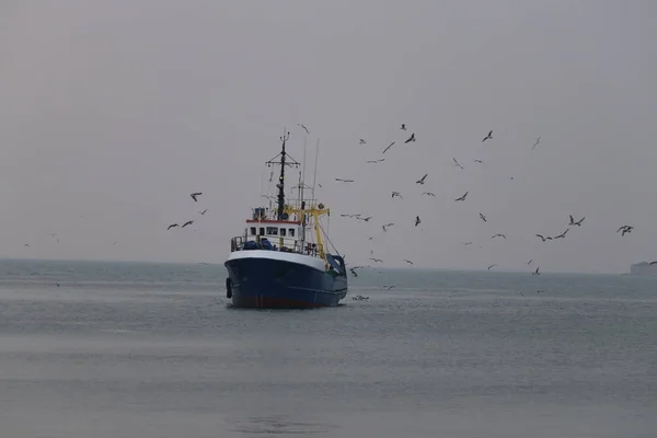 Fishermen caught fish and swim ashore, seagulls want to get this fish