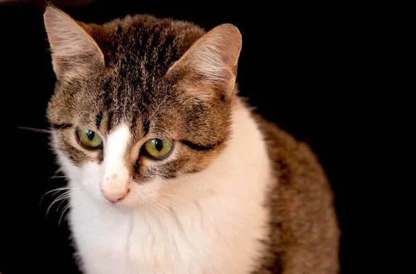 Närbild Vacker Katt Med Gröna Ögon Vitt Bröst Och Fluffiga — Stockfoto