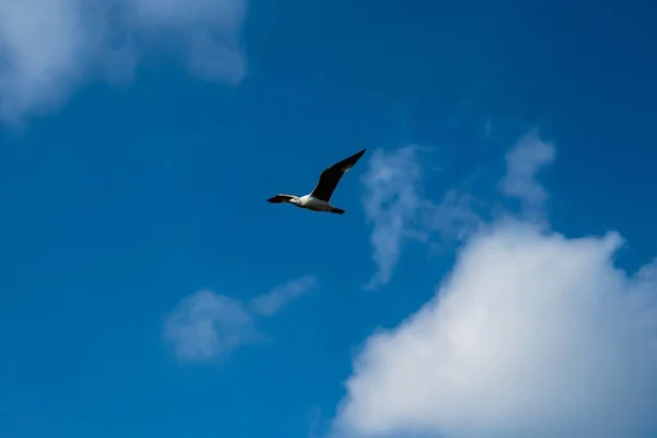 一只大型海鸟在海面上飞越白露天空寻找鱼 飞越白云 — 图库照片