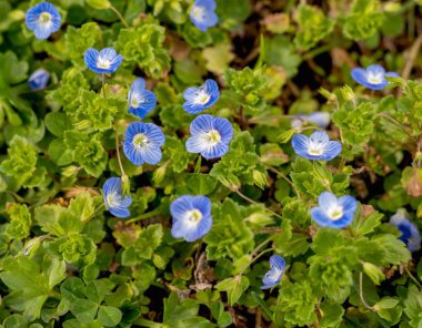 bir bahar çiçek çayır üzerinde güzel mavi küçük bahar çiçekleri