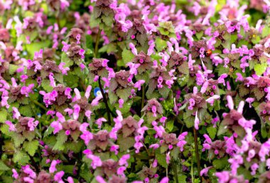 yoğun güzel ışık mor çiçekler ve kırmızı ladybag büyüyen çiçek